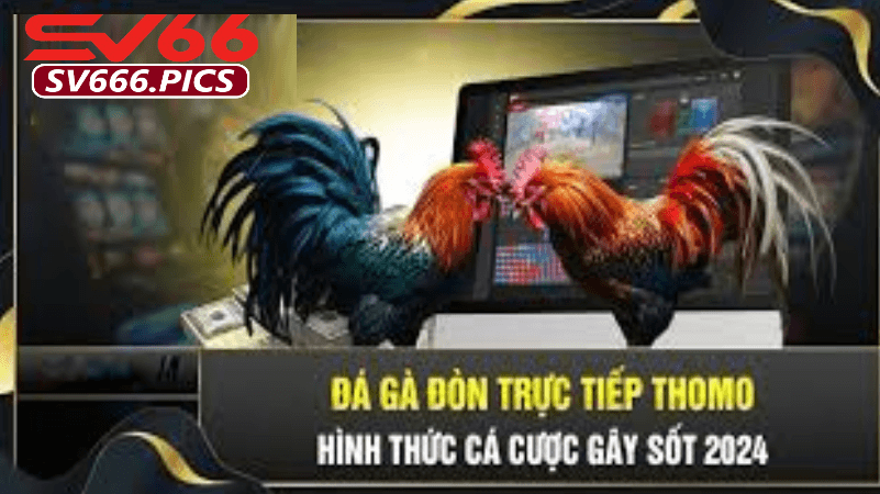 Những trải nghiệm thú vị khi tham gia trực tiếp gà đòn thomo