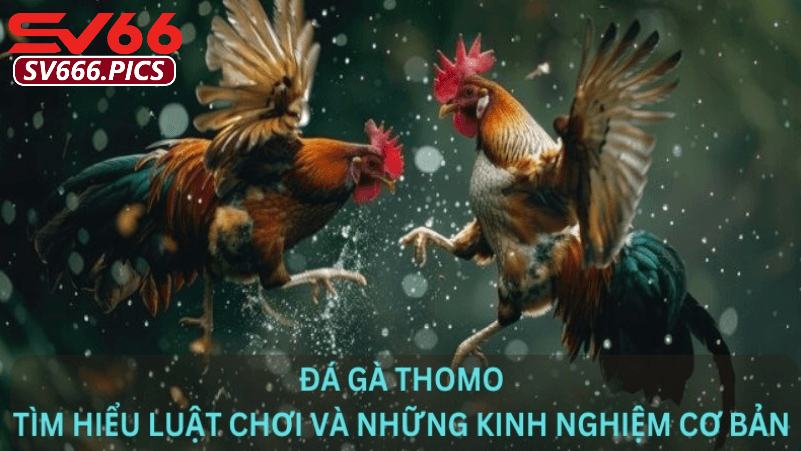 Cách tham gia đá gà trực tiếp thomo Sv66